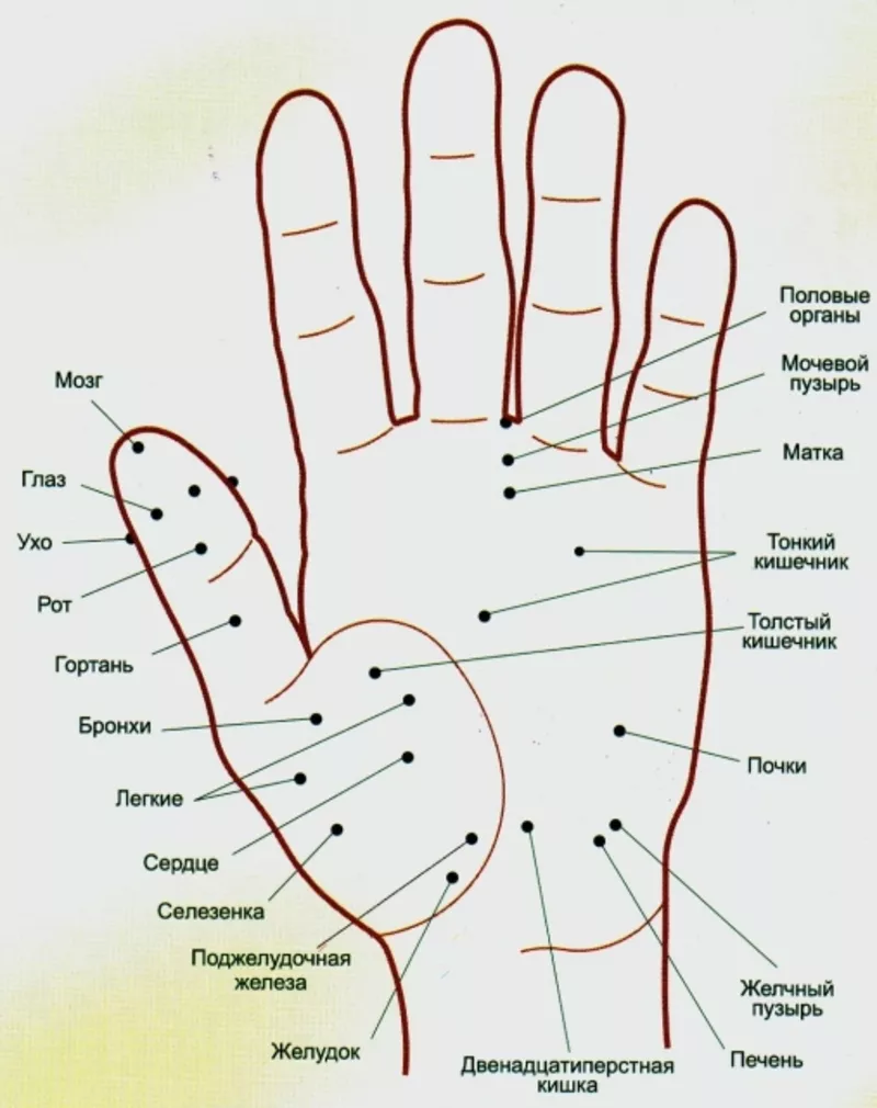 Лечебный комплект КАШТАН (Массажер ЁЖИК + 2 КОЛЬЦА для массажа пальцев 2